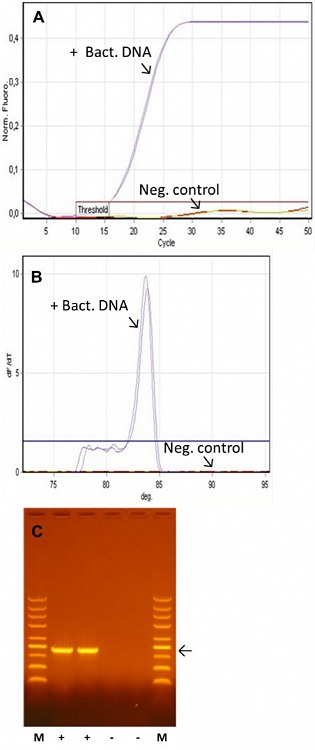 DNA Free obr1